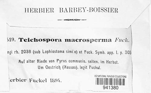 Dacampiaceae image